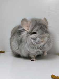Ангорський бежевий самець носій сапфіру і фіолету