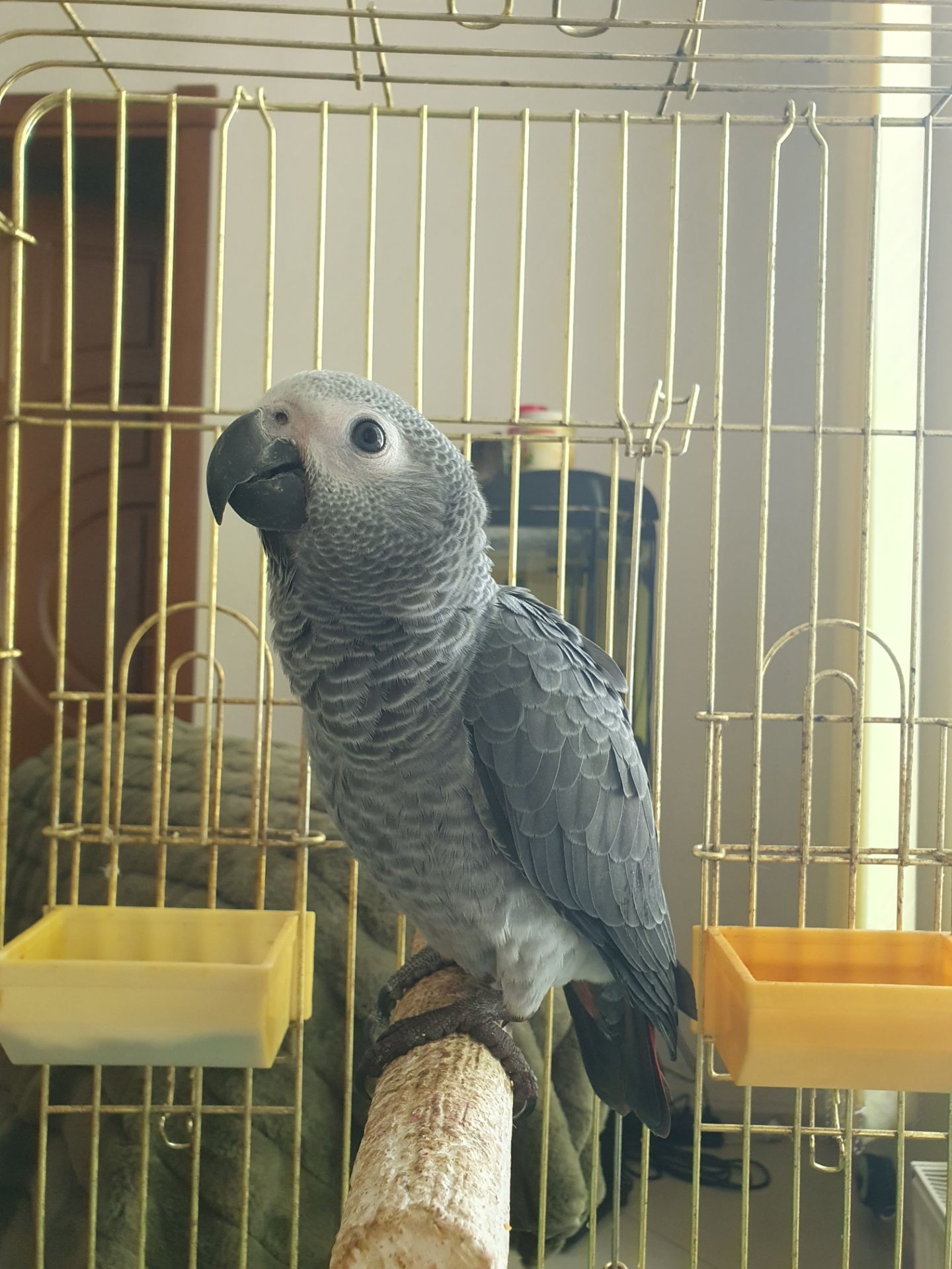 Жако