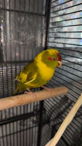 Какарик девочка