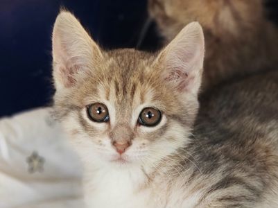 Лейла. Маленьке кошеня, яке дуже чекає на свою сім'ю…