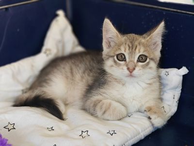 Лейла. Маленьке кошеня, яке дуже чекає на свою сім'ю…