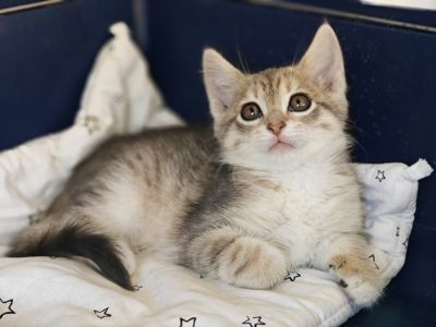 Лейла. Маленьке кошеня, яке дуже чекає на свою сім'ю…