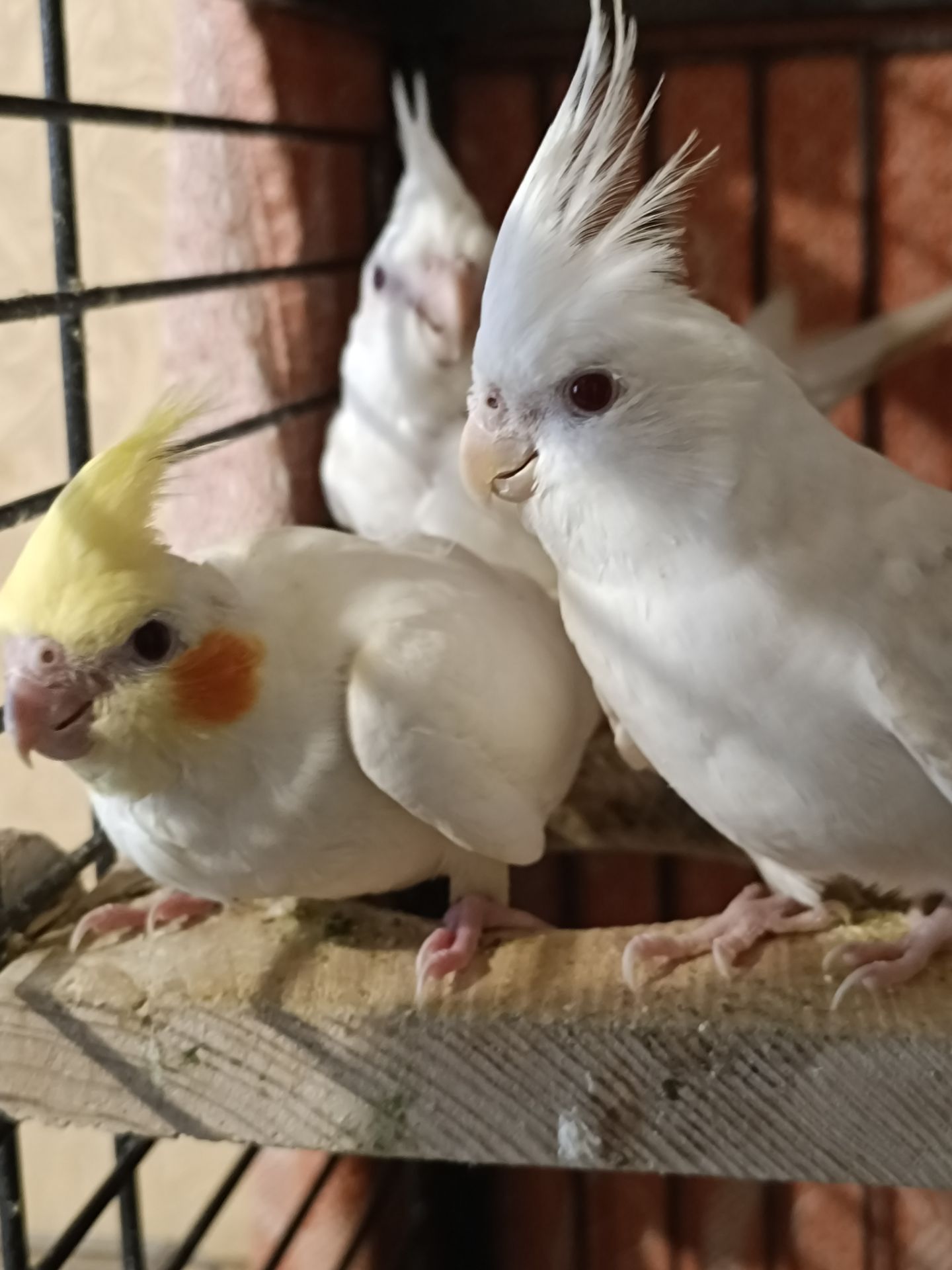 🐥 Ручні пташенята корели 🦜