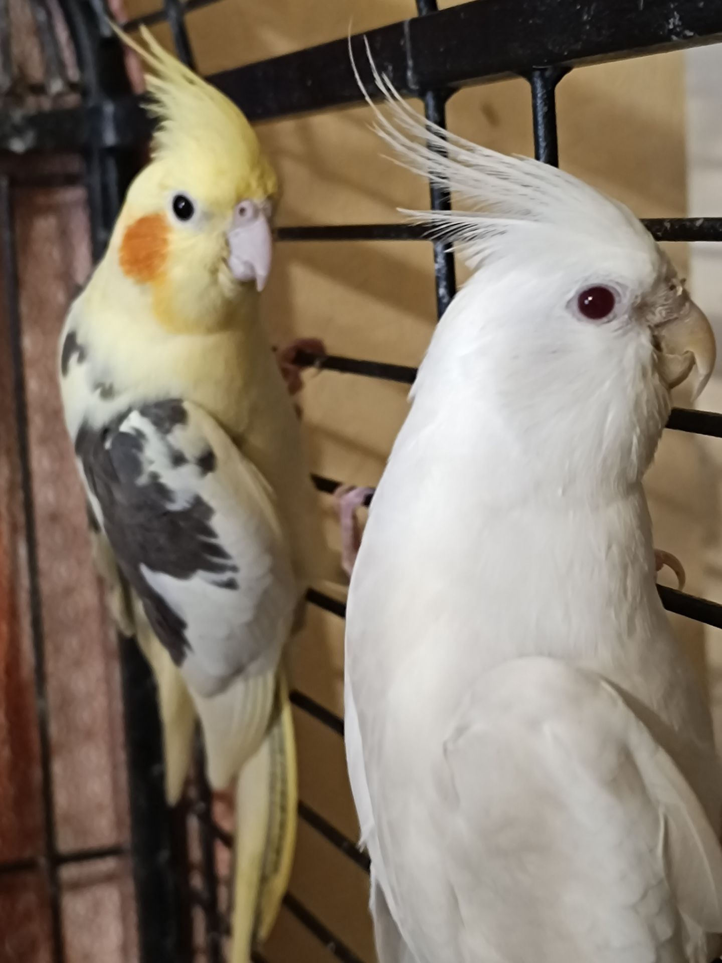 🐥 Ручні пташенята корели 🦜
