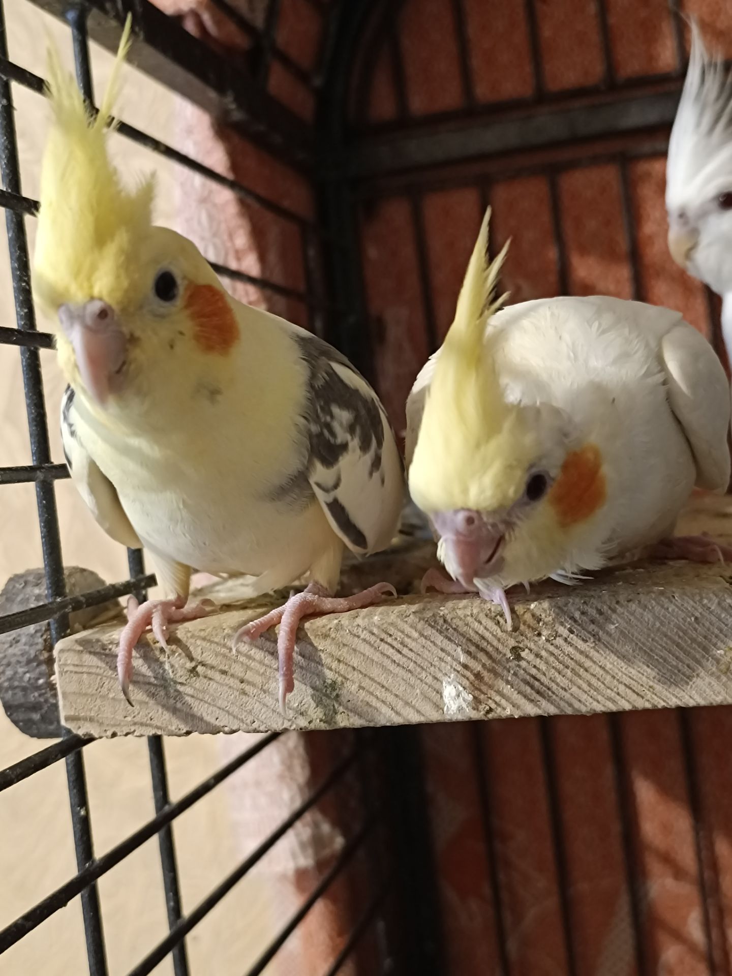 🐥 Ручні пташенята корели 🦜