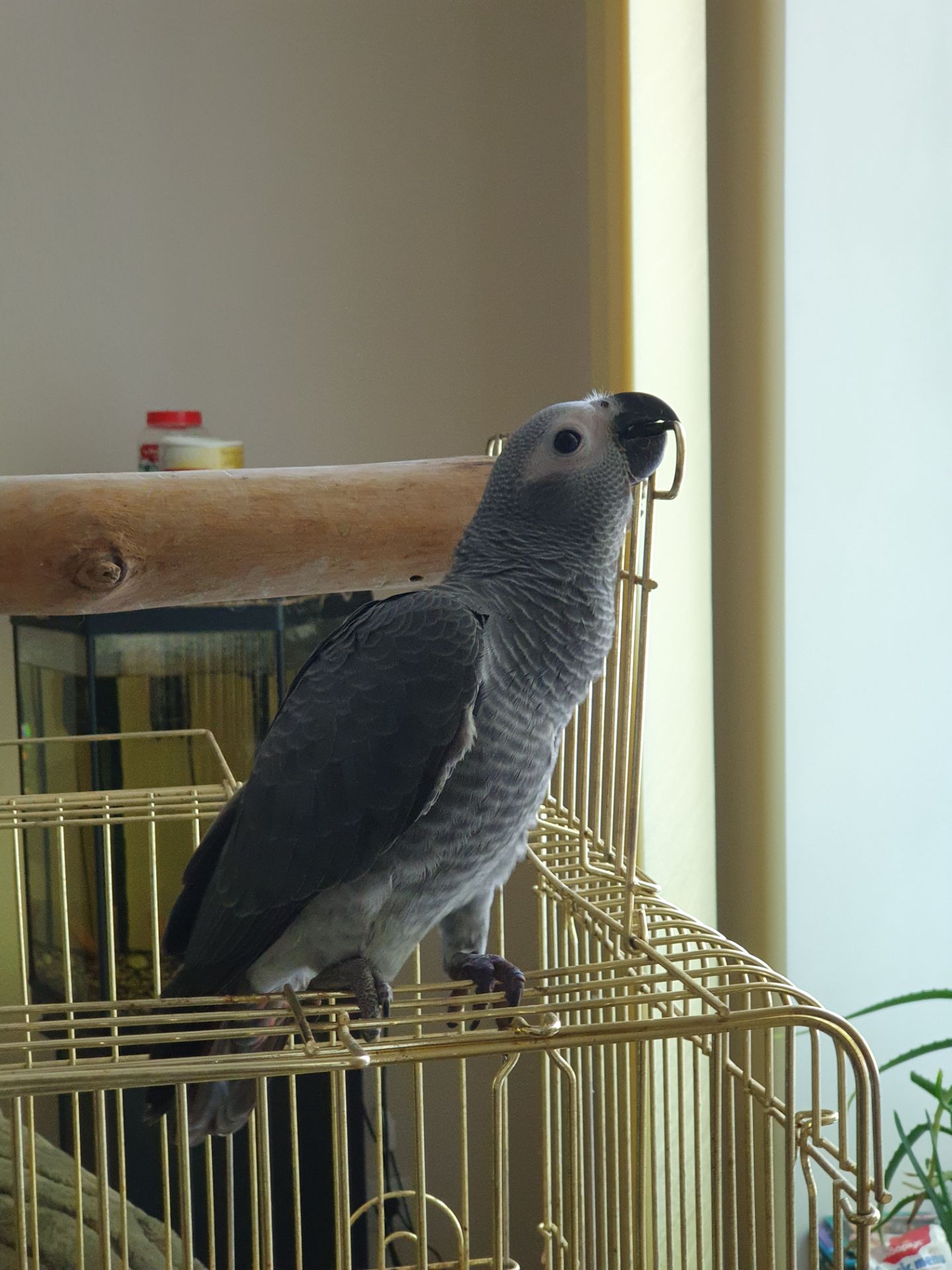 Жако