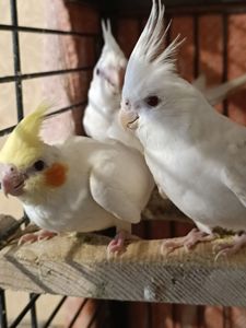 🐥 Ручні пташенята корели 🦜
