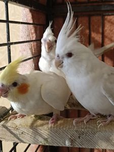 🐥 Ручні пташенята корели 🦜