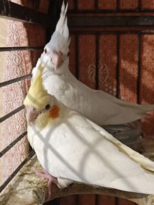 🐥 Ручні пташенята корели 🦜