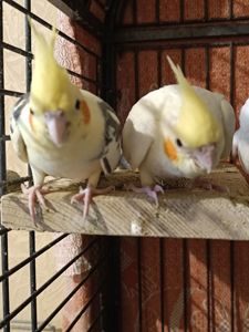 🐥 Ручні пташенята корели 🦜