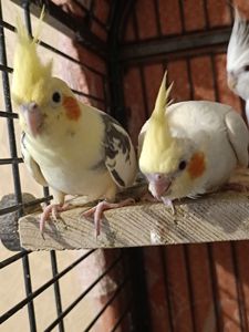 🐥 Ручні пташенята корели 🦜