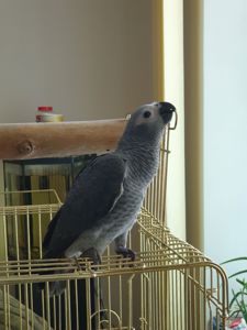Жако
