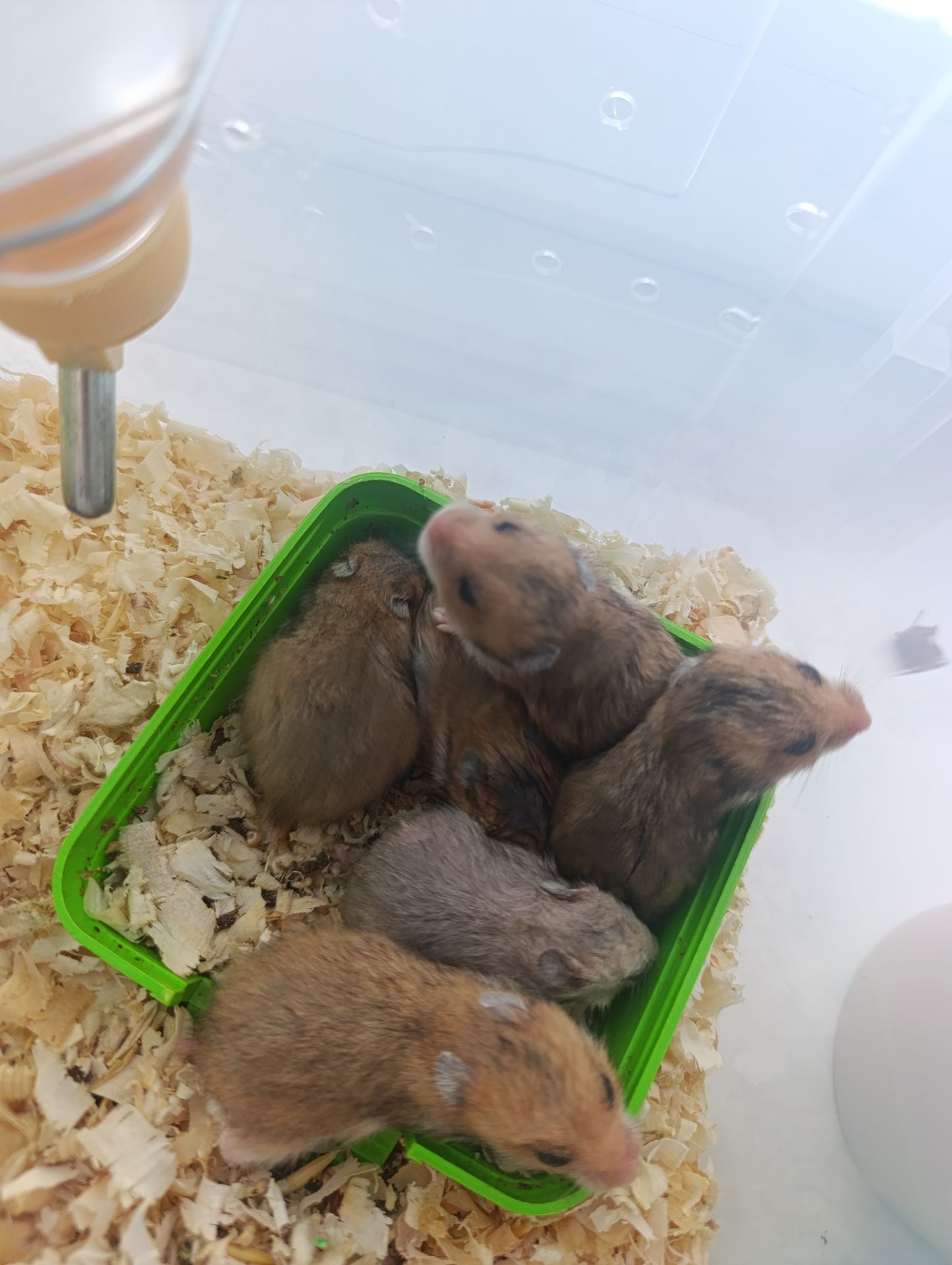 Стрійські хом'ячки