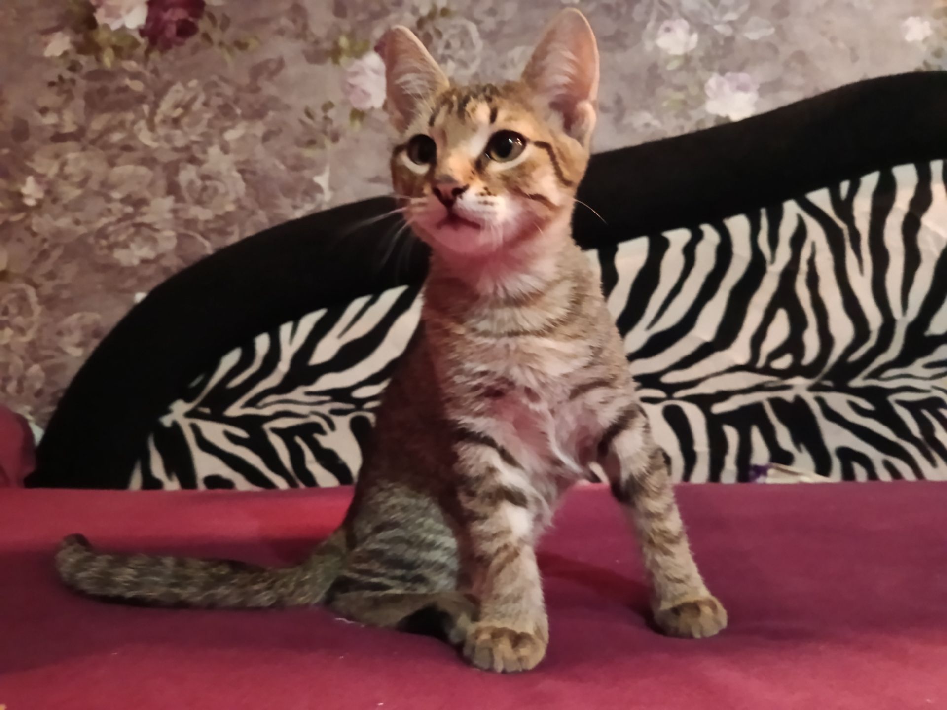 кошеня хлопчик