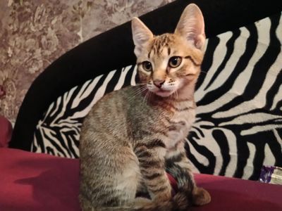 кошеня хлопчик