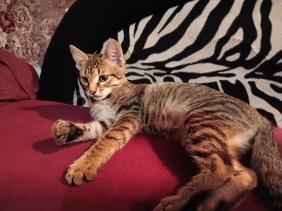 кошеня хлопчик