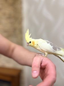 Ручные птенцы попугаев корелла