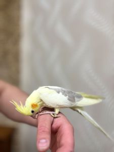 Ручные птенцы попугаев корелла