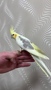Ручные птенцы попугаев корелла