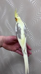 Ручные птенцы попугаев корелла