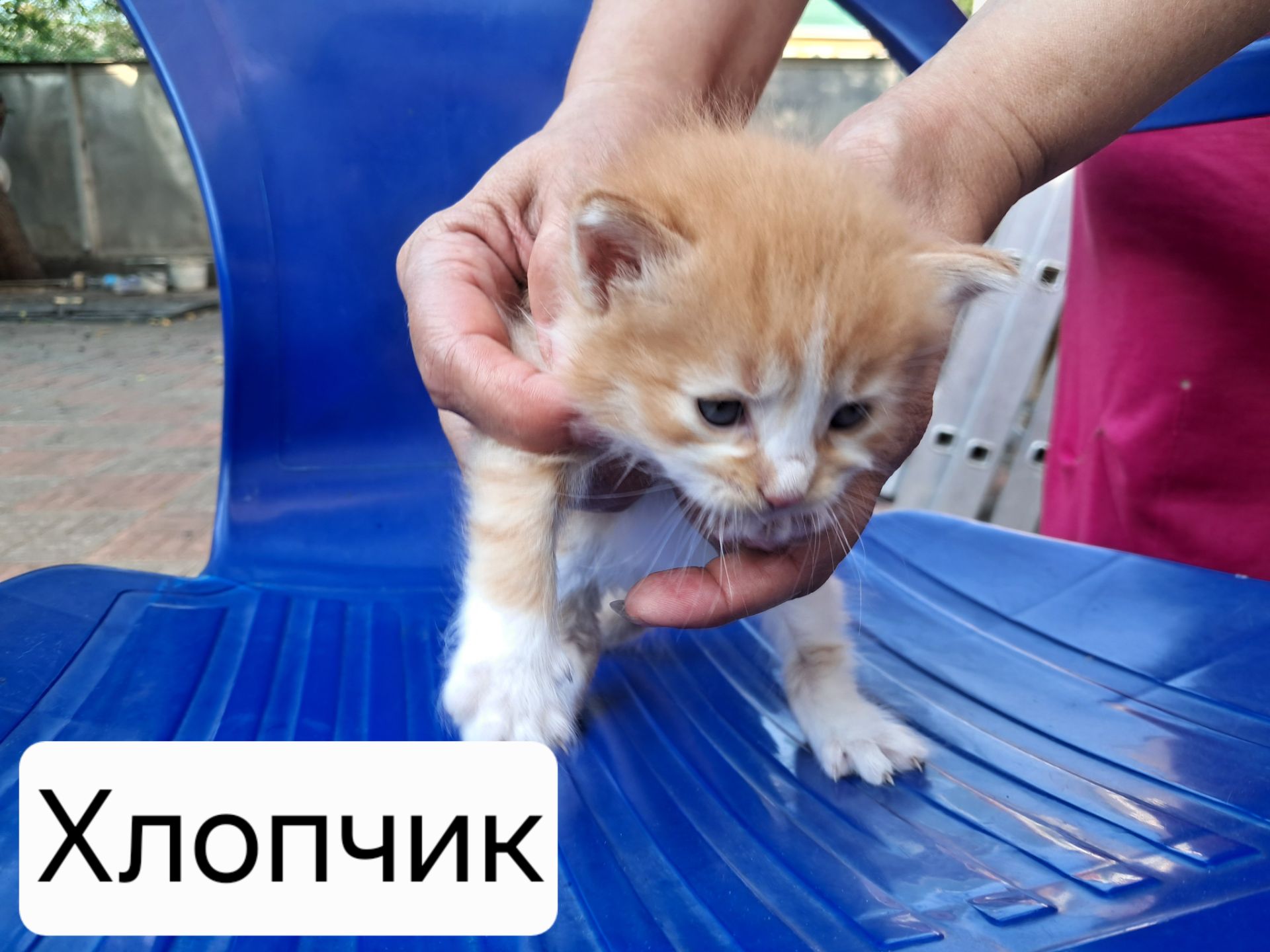 Кошенята в добрі руки