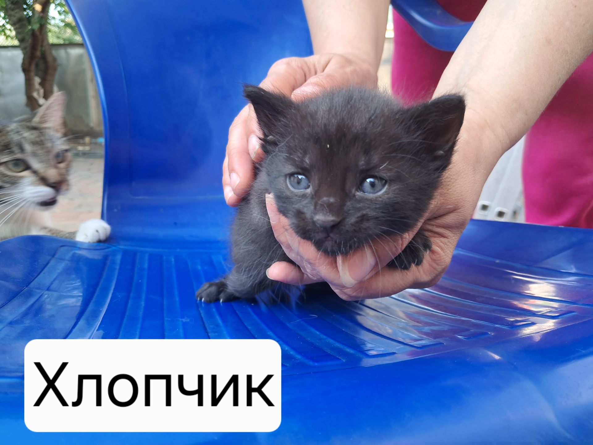 Кошенята в добрі руки