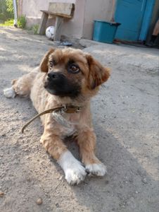 Продаю маленьких цуценят хлопчиків
