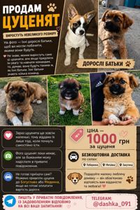 Продам у гарні руки