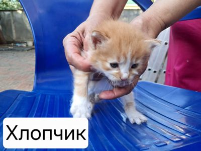 Кошенята в добрі руки