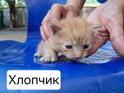 Кошенята в добрі руки