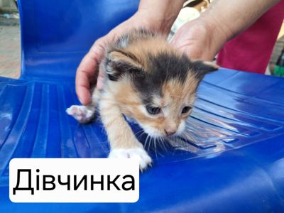 Кошенята в добрі руки