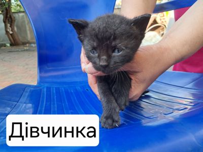 Кошенята в добрі руки