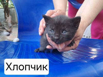 Кошенята в добрі руки
