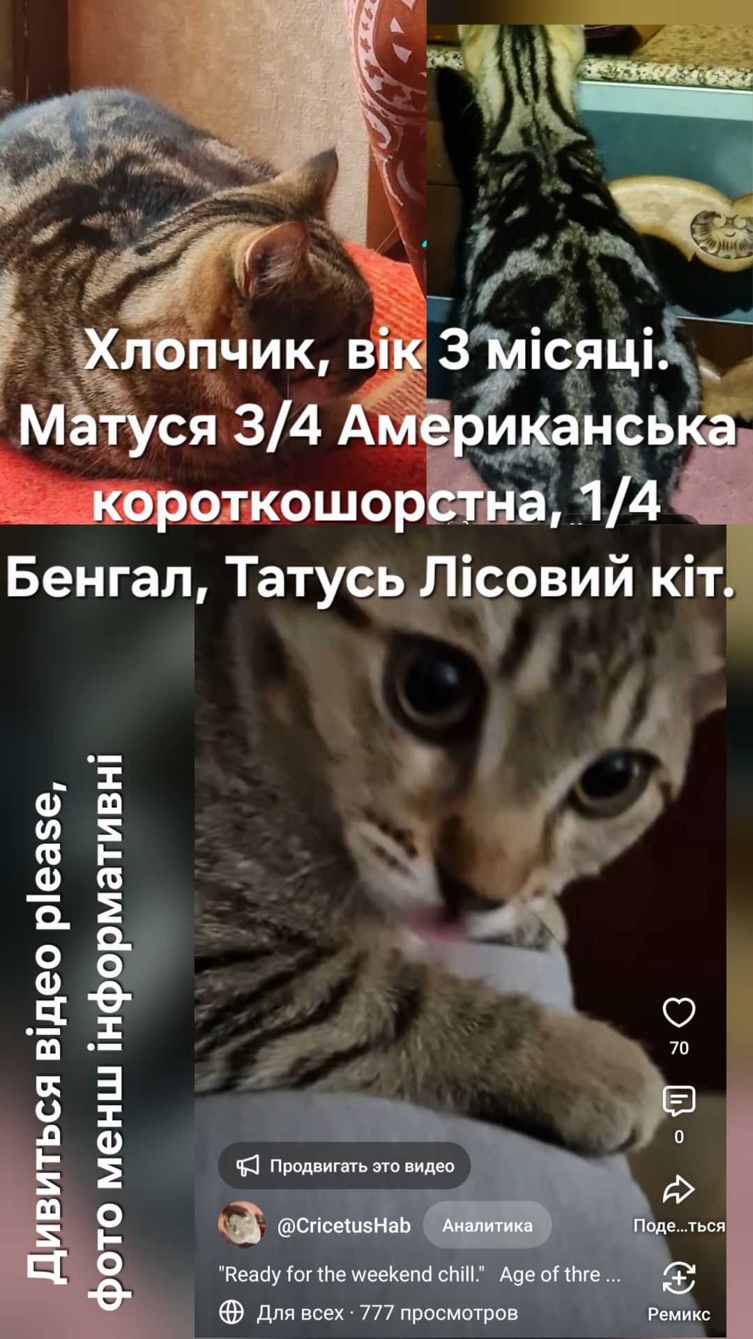 МініТигренятко від породистих батьків вік 3 місяці