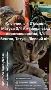 МініТигренятко від породистих батьків вік 3 місяці