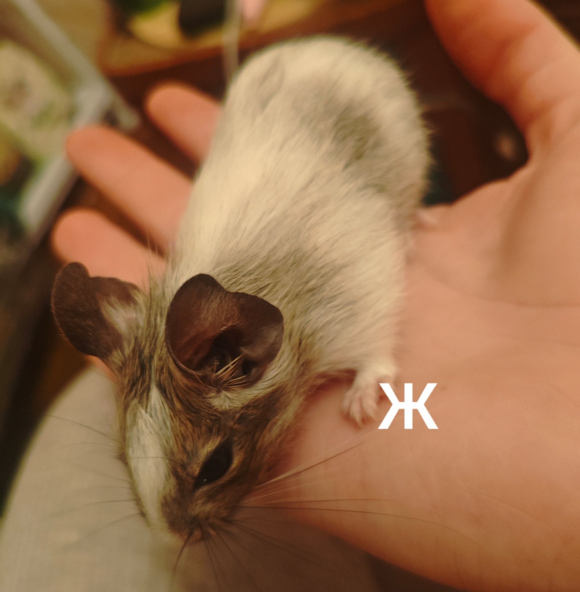 Білочки дегу