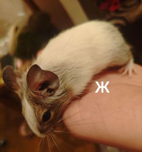 Білочки дегу