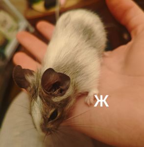 Білочки дегу