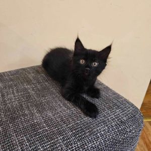 Подарю котенка девочку безплатно
