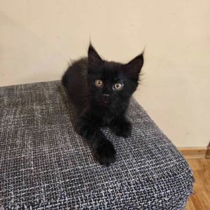 Подарю котенка девочку безплатно