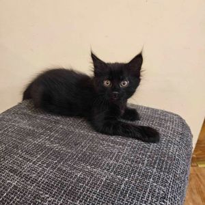 Подарю котенка девочку безплатно