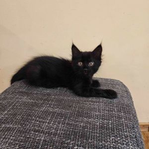 Подарю котенка девочку безплатно