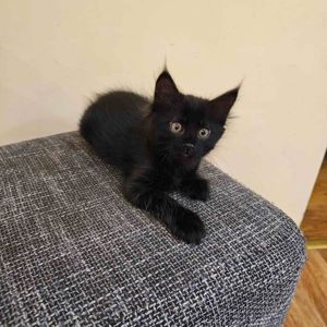Подарю котенка девочку безплатно