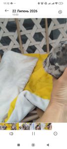Дівчинка мерле