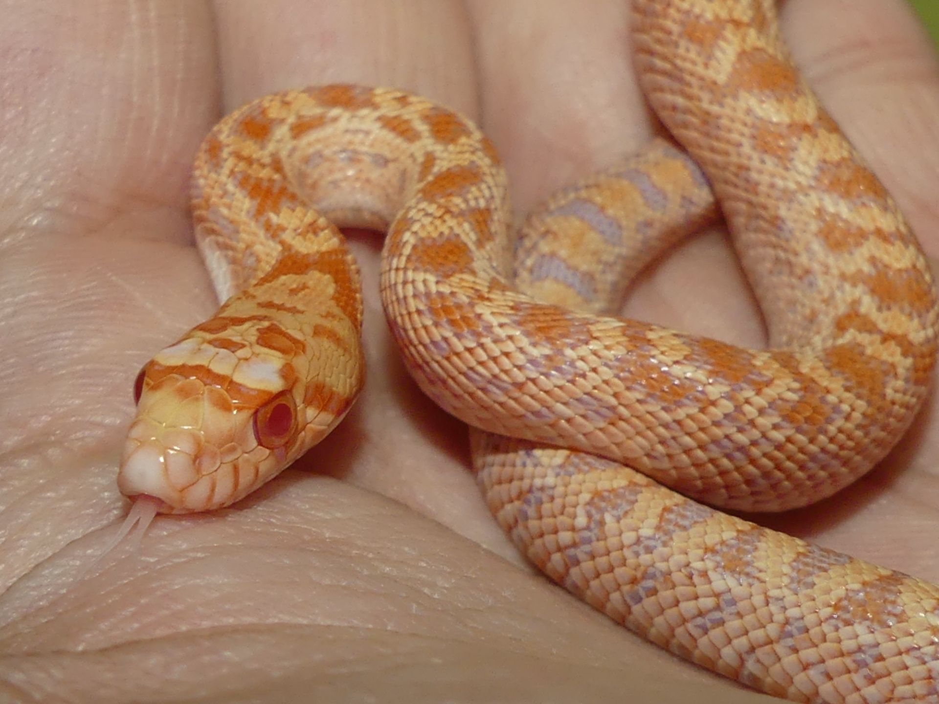 Сонорська гоферова змія (Pituophis catenifer affinis)