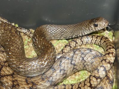 Птиас звичайний (Ptyas mucosa)