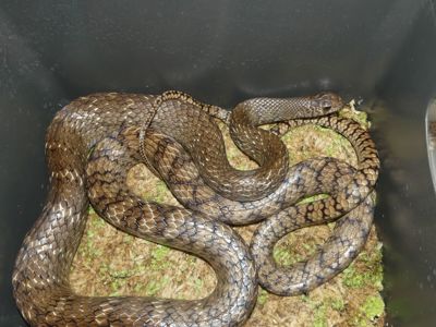 Птиас звичайний (Ptyas mucosa)