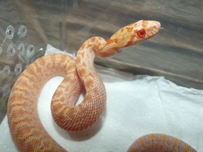 Сонорська гоферова змія (Pituophis catenifer affinis)
