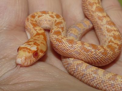 Сонорська гоферова змія (Pituophis catenifer affinis)