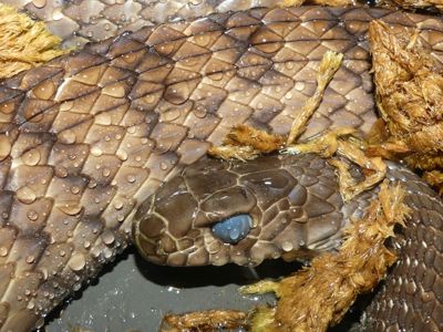 Птиас звичайний (Ptyas mucosa)